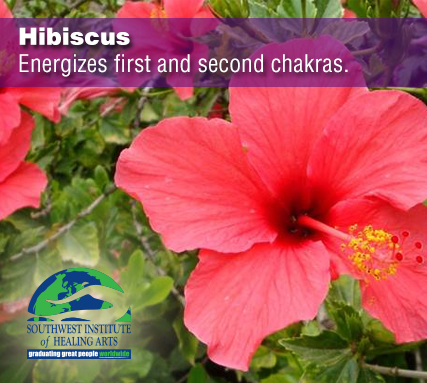 Hibiscus-flower